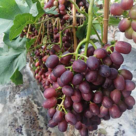 单县巨盛葡萄