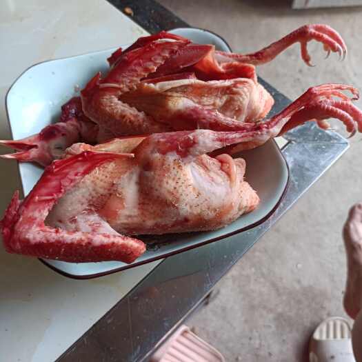  鸽肉