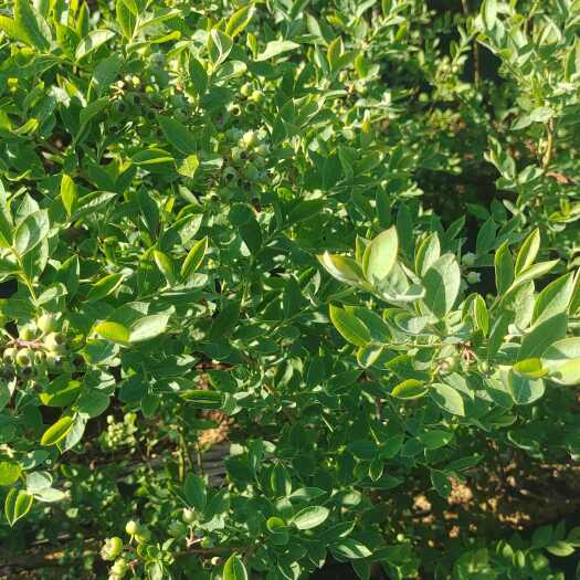 莒南县蓝莓苗,L25早熟大果，甜果苗子，公爵，f6，云雀，L蓝莓苗