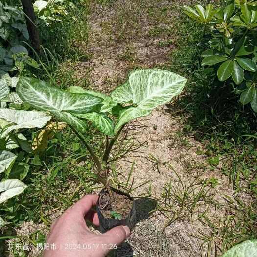 揭阳合果芋，白蝴蝶3斤小杯苗大量现货