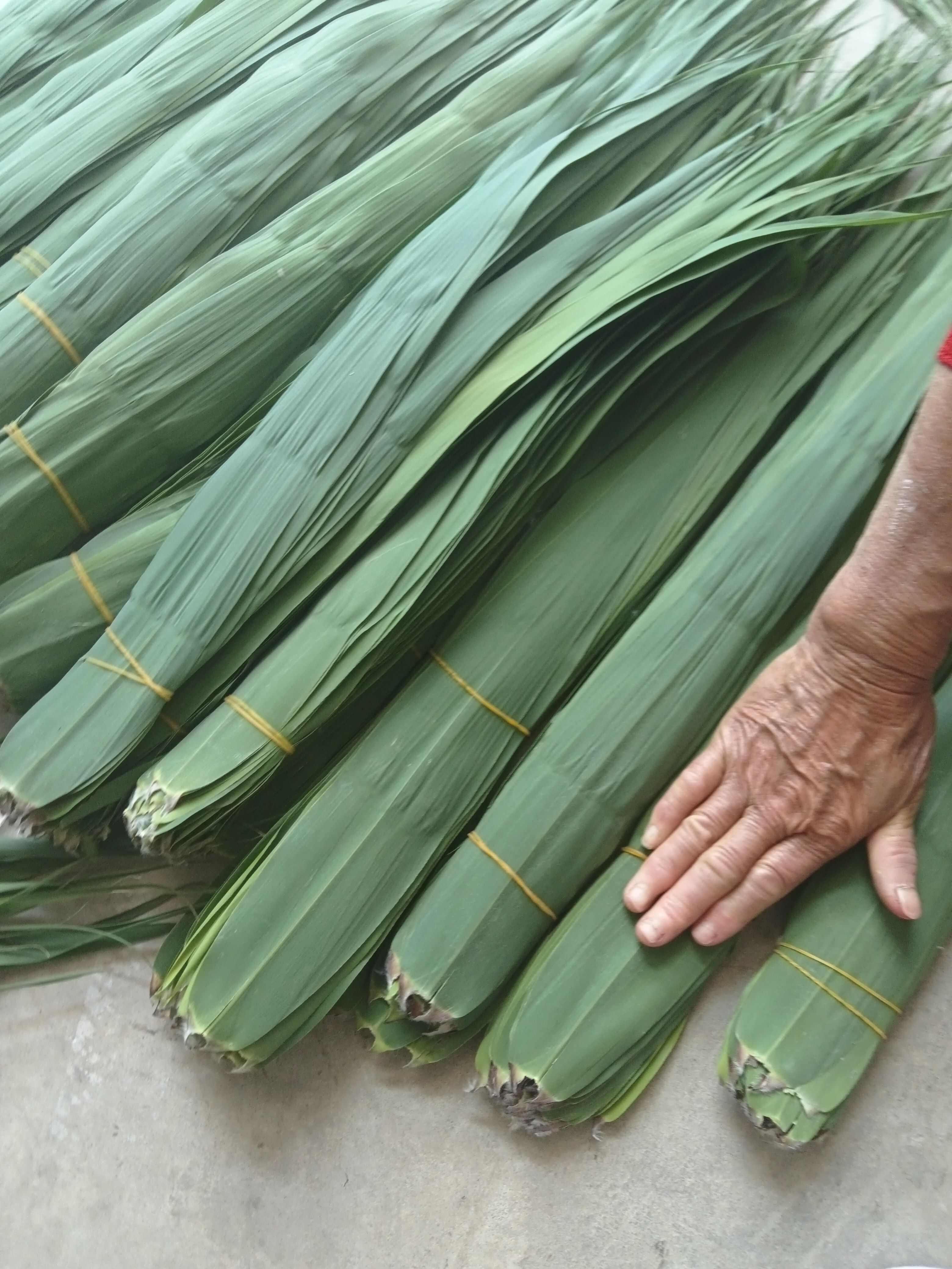 安徽蚌埠固镇芦苇叶三指多。宽。70公分长，没有虫卵