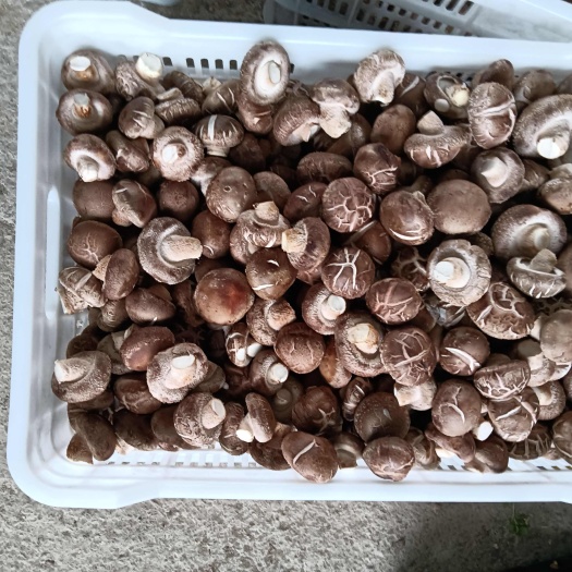香菇、平菇、羊肚菌、林芝、各种土特产