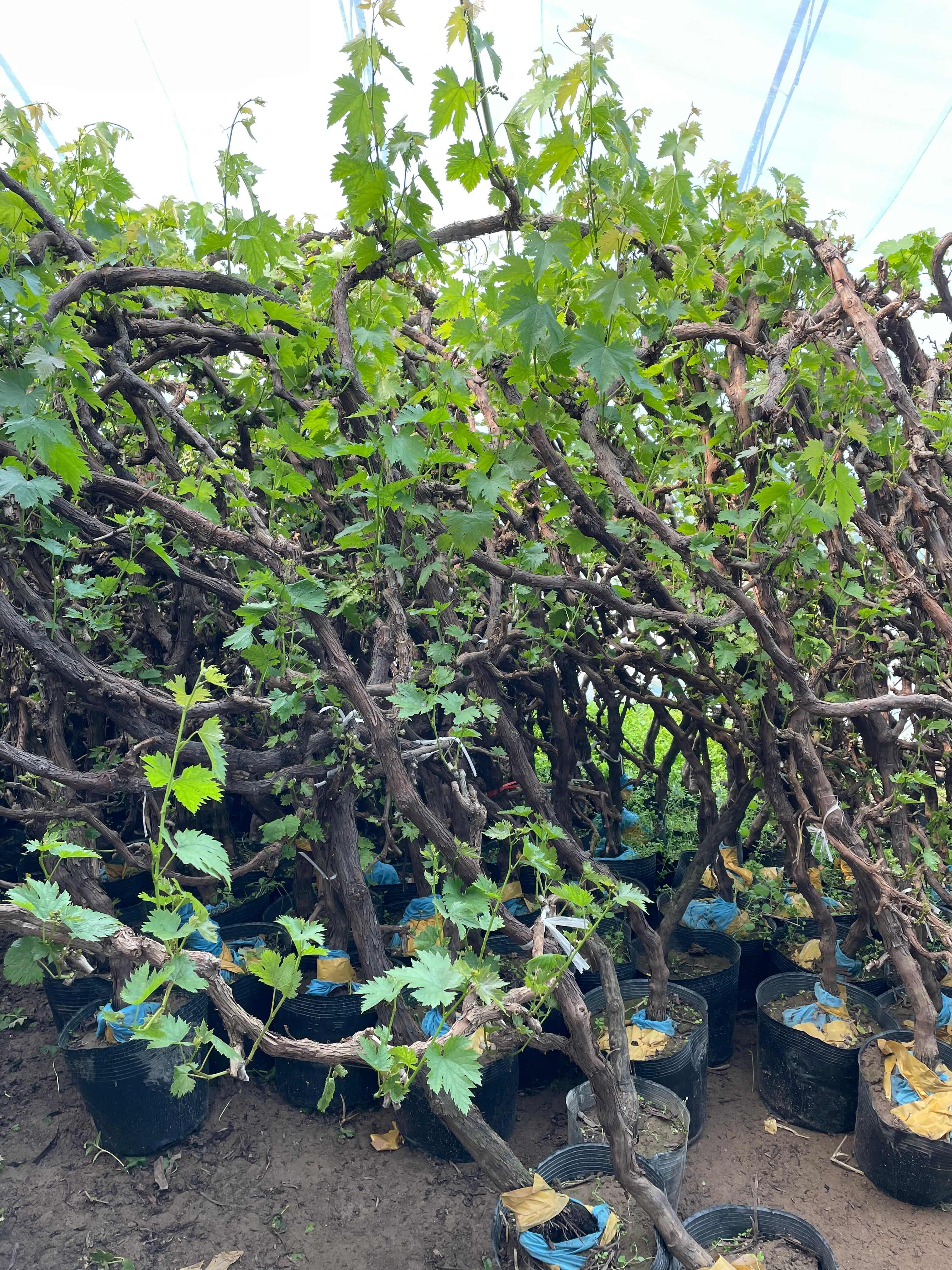 无核玫瑰香葡萄苗玫瑰香葡萄树苗南北方种植盆栽地栽爬藤葡萄树苖