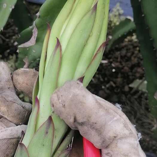 大新县霸王花