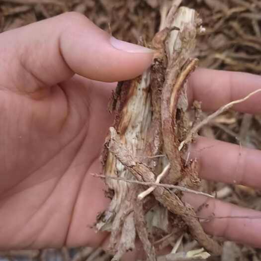 皋兰县中药材地骨皮
