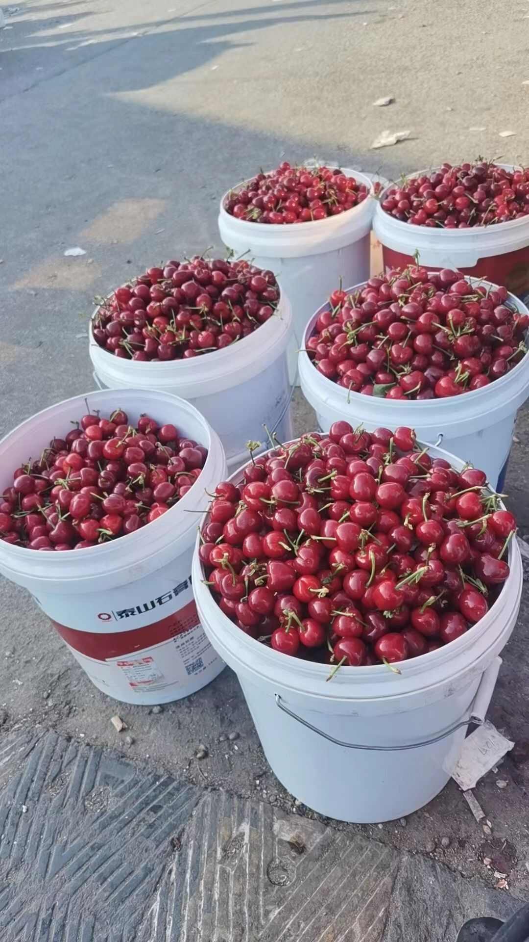 樱桃，各种平种都有。价钱便宜量大