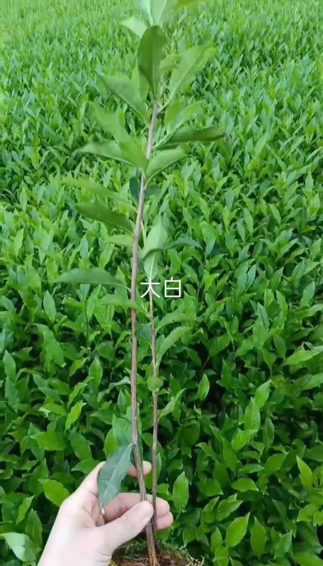 福安大白茶樹苗