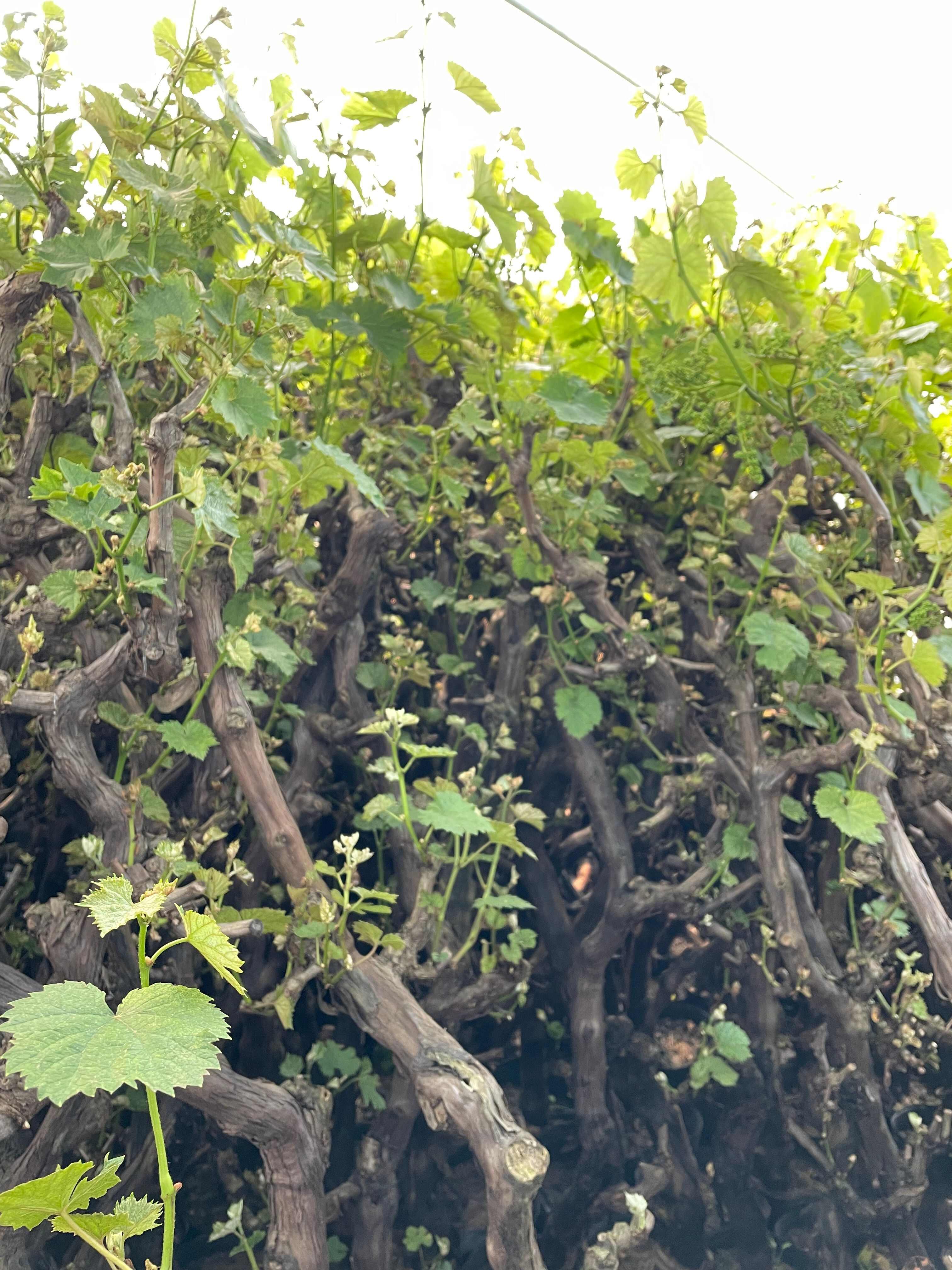 无核玫瑰香葡萄苗玫瑰香葡萄树苗南北方种植盆栽地栽爬藤葡萄树苖