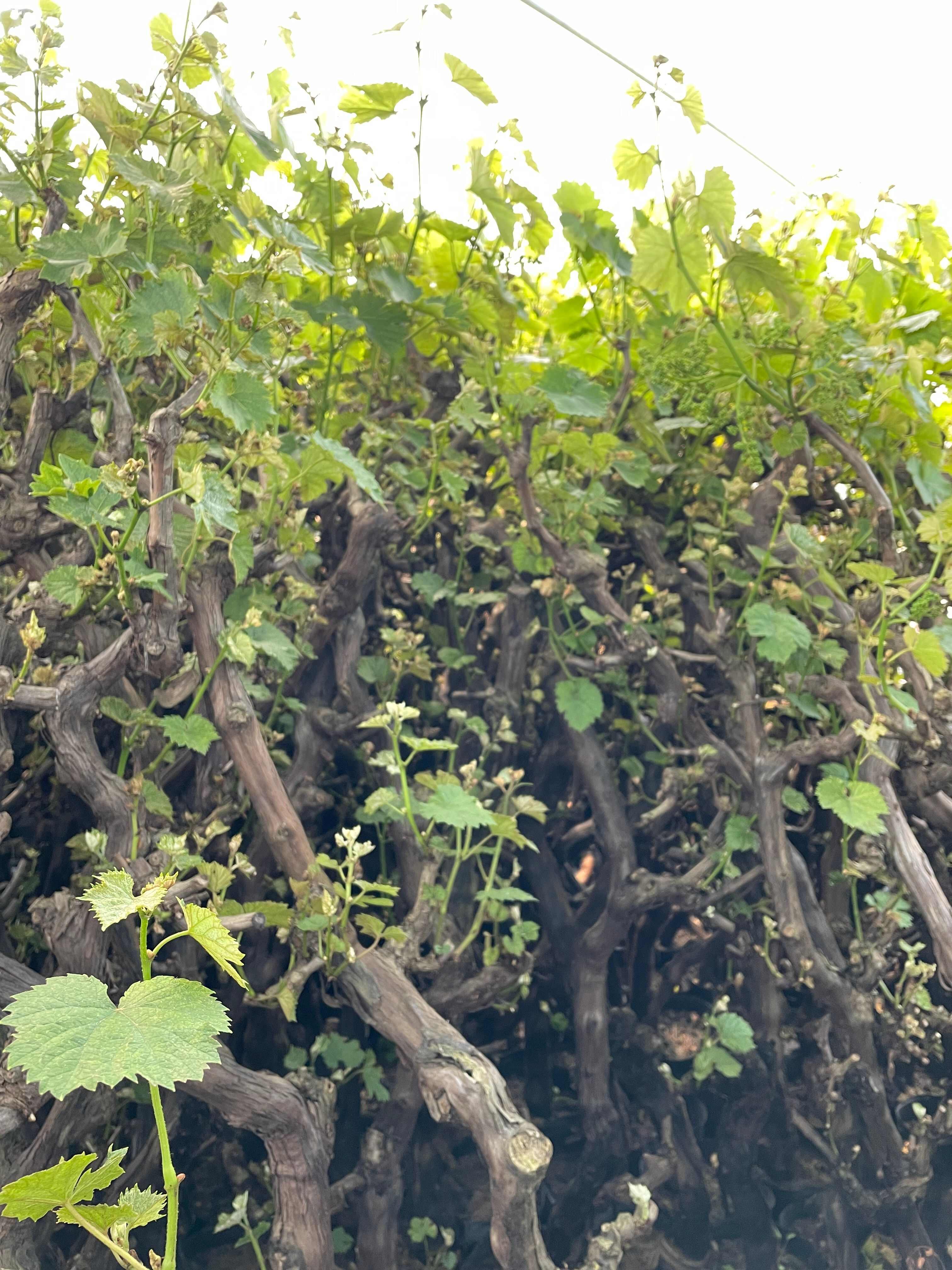 无核玫瑰香葡萄苗玫瑰香葡萄树苗南北方种植盆栽地栽爬藤葡萄树苖