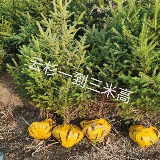 柳河县云杉杯苗小苗，占地苗