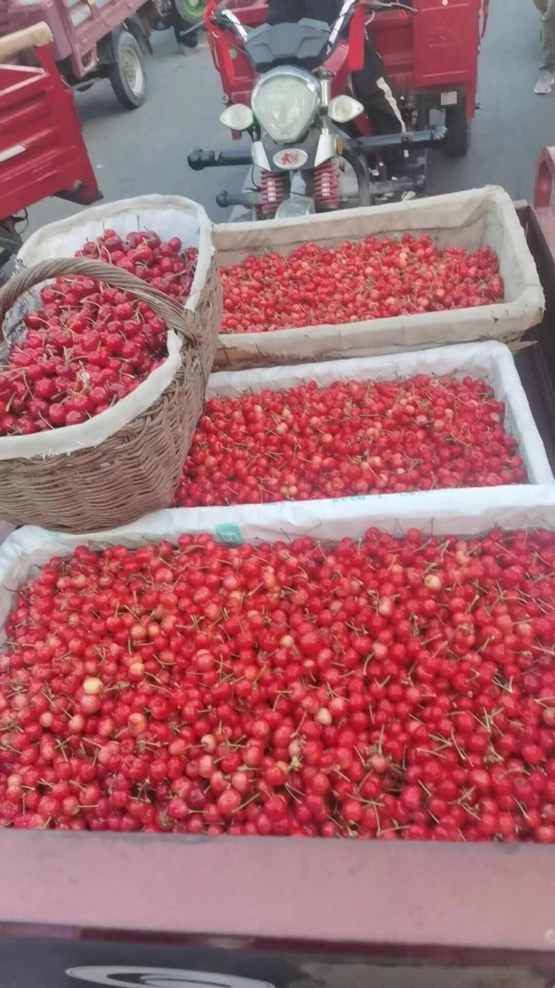 樱桃，各种平种都有。价钱便宜量大