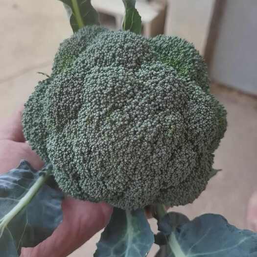基地精品西兰花