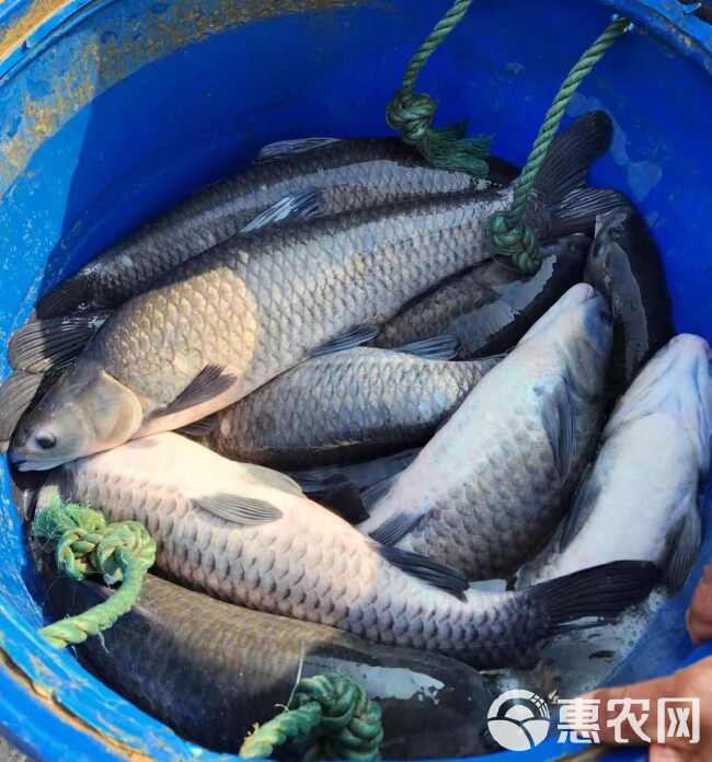 水库鱼  鲤鱼 人工养殖 1-1.5公斤