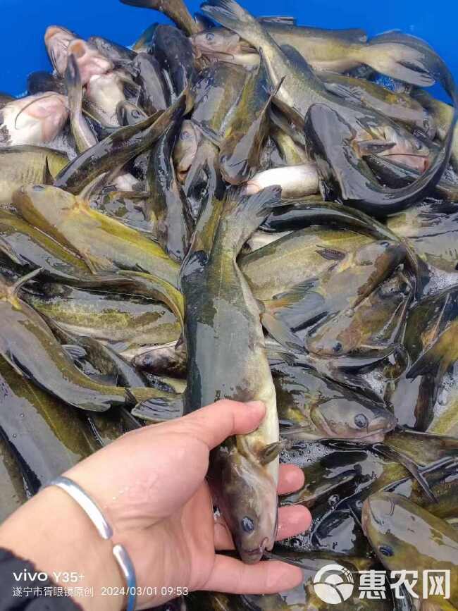 水库鱼  鲤鱼 人工养殖 1-1.5公斤