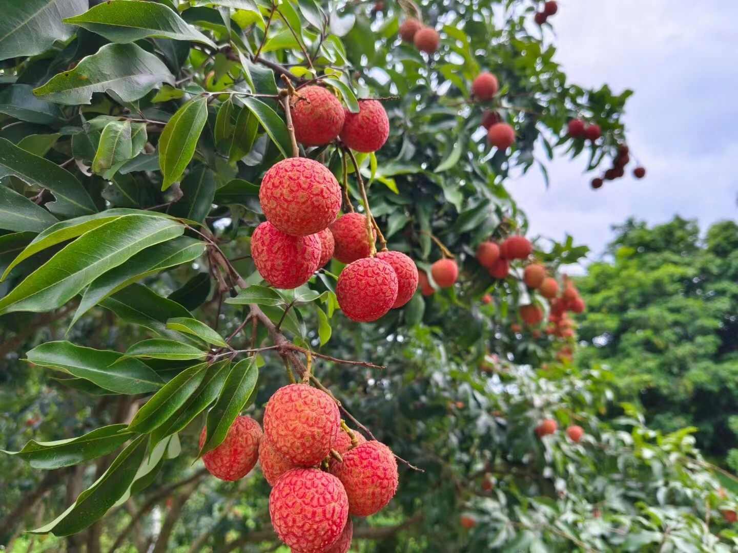 支持D发】新鲜荔枝广东茂名荔枝顺丰京东包邮白糖罂妃子笑桂味