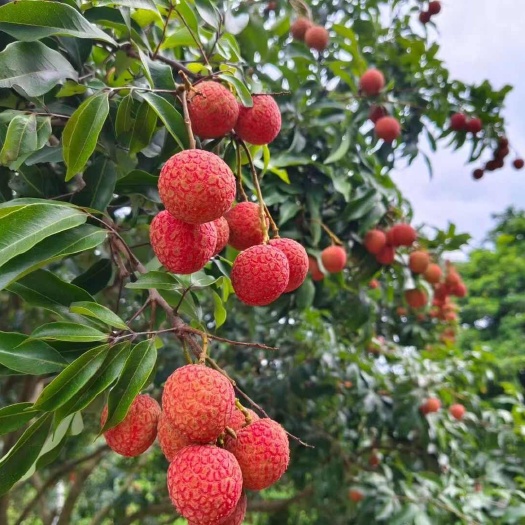 【支持D发顺丰京东】新鲜荔枝海南茂名白糖罂妃子笑桂味荔枝王