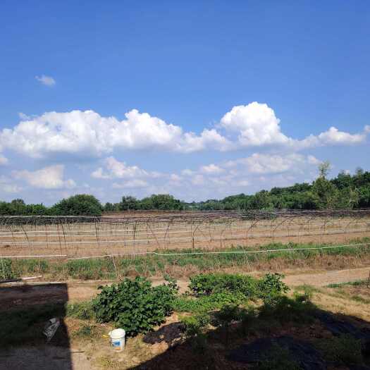 自贡急转河边沙地，150亩全钢架大棚，有意者详谈