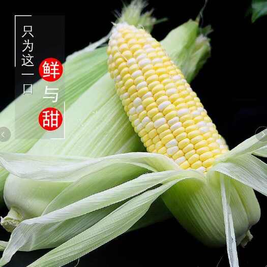 仙居县浙江农家种植金银水果玉米棒子苞谷甜玉米嫩玉米现摘现发