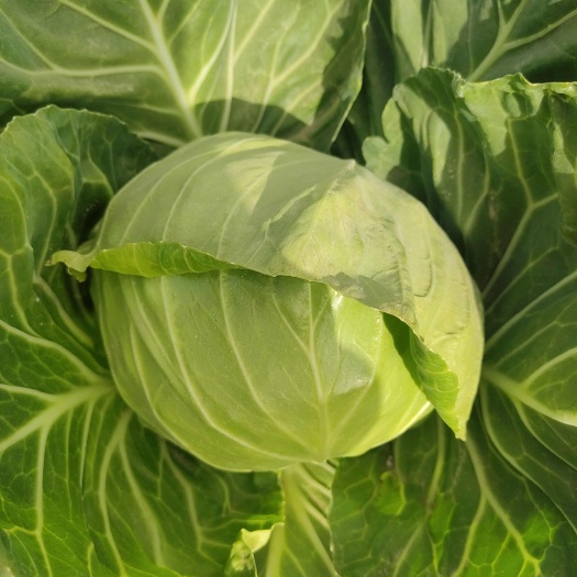 银川包菜大量上市了
