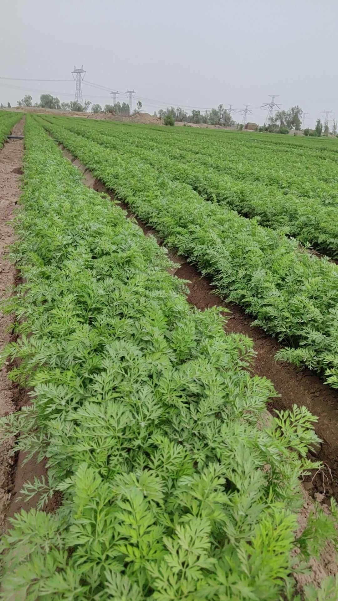 秤杆红萝卜