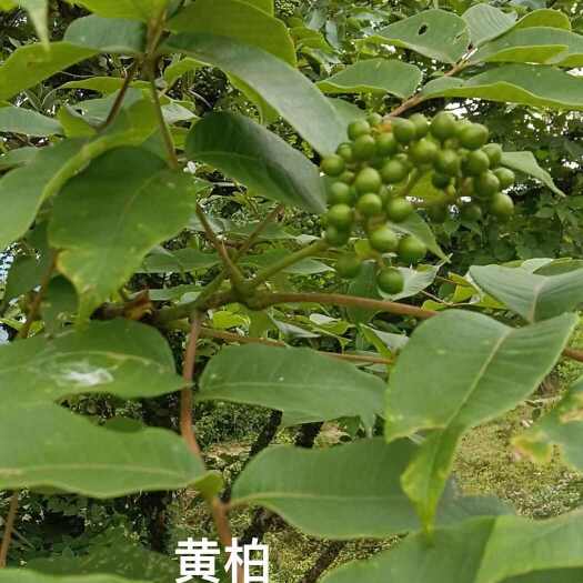 连州市黄柏皮大量供应