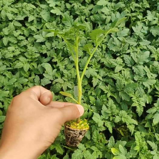 寿光市嫁接大红番茄苗，大红西红柿苗子，嫁接大红石头番茄苗