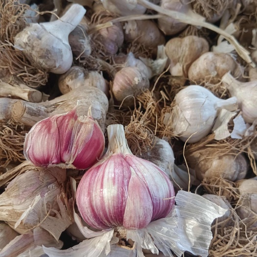 富平县红根蒜苗蒜种 白帽蒜苔蒜种
