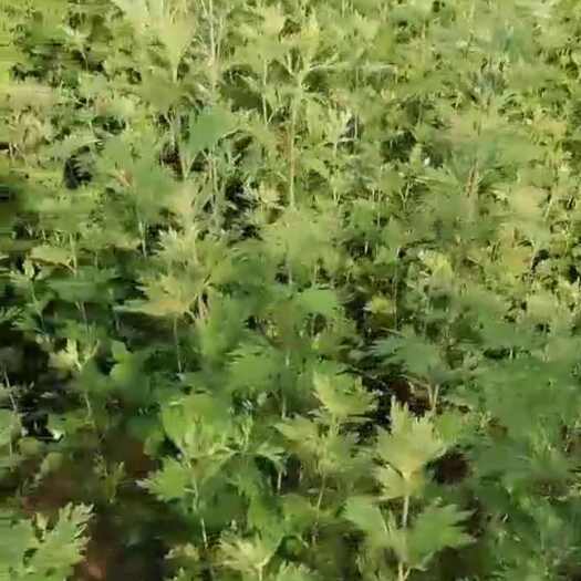 兴城市端午节艾蒿