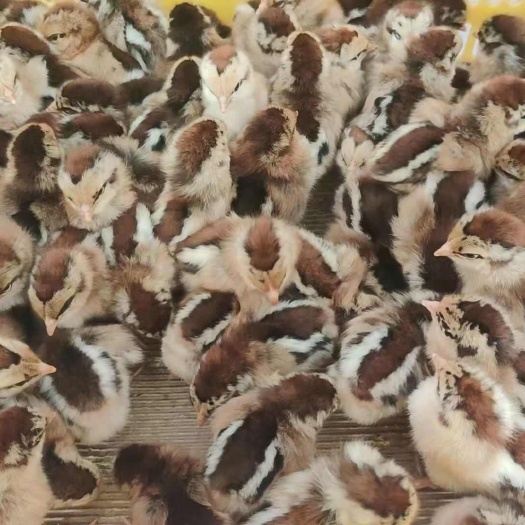 衡阳大种青脚麻鸡苗 长数快，正品大苗