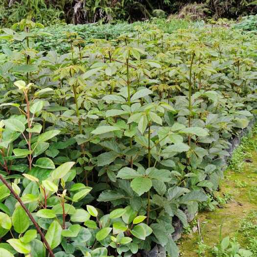 广州30-80公分高黄花枫铃木