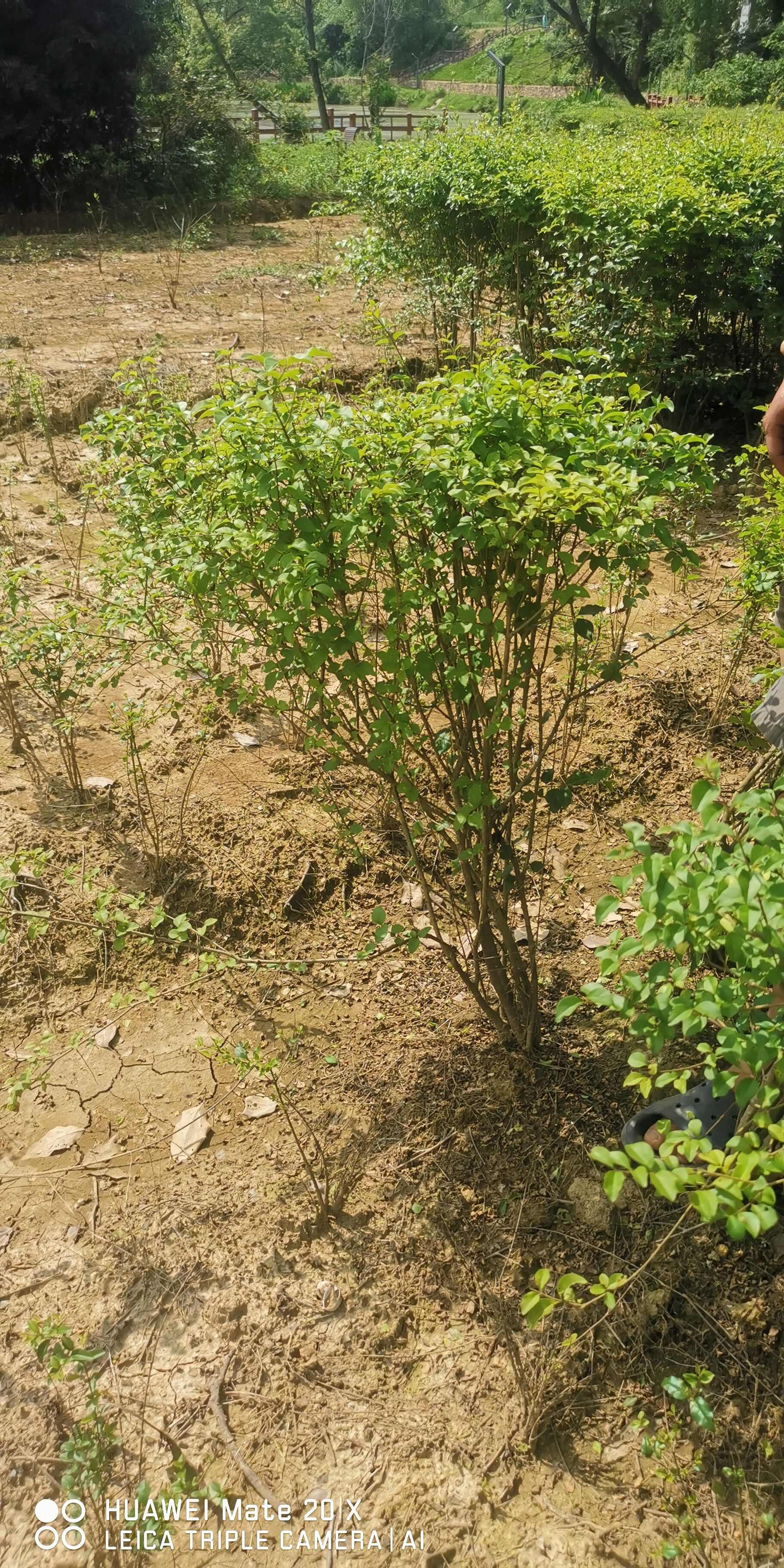 小叶女贞毛球40-60毛球