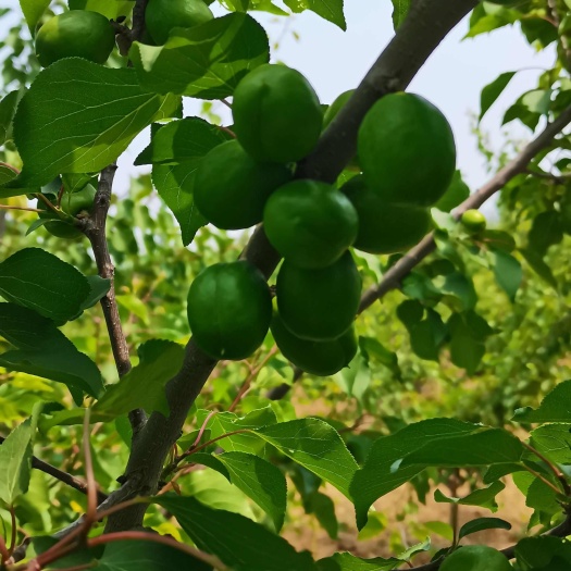 秦皇岛珍株油杏