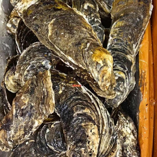 蚝，台山排底蚝，超大手臂蚝，拖鞋蚝，特大蚝，超大湛江蚝，