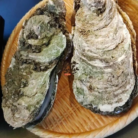 澳门天然蚝，台山蚝，湛江蚝，珠海排底蚝，全规格批发