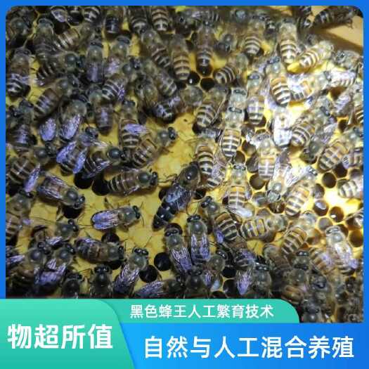  中华蜜蜂