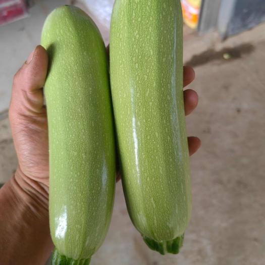 昭通西葫芦