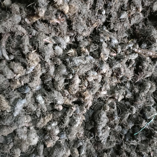 小金县草血竭鲜货，去毛净货