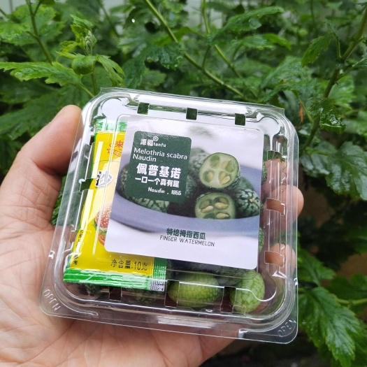 拇指西瓜上市了 支持一件代发 需要联系我