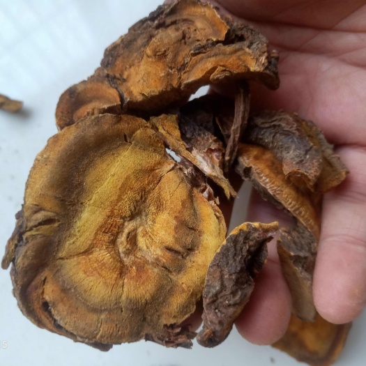 固阳县新货内蒙草原初级农产品生大黄农家马蹄黄新货大黄片