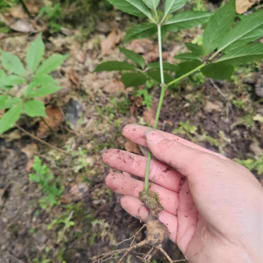 利川市仿野竹节参两年苗子，抗病强，高含量，有机基质，质量好