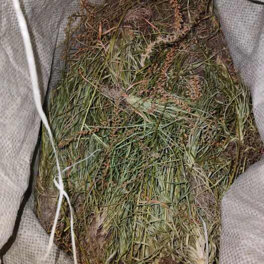 云阳小肺筋草， 金线吊白米，蛆儿草  今年新货
