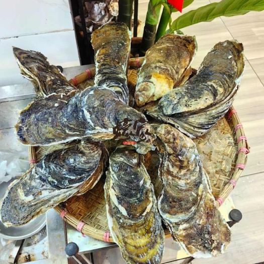 台山蚝，湛江蚝，珠海排底蚝，澳门天然蚝，全规格批发