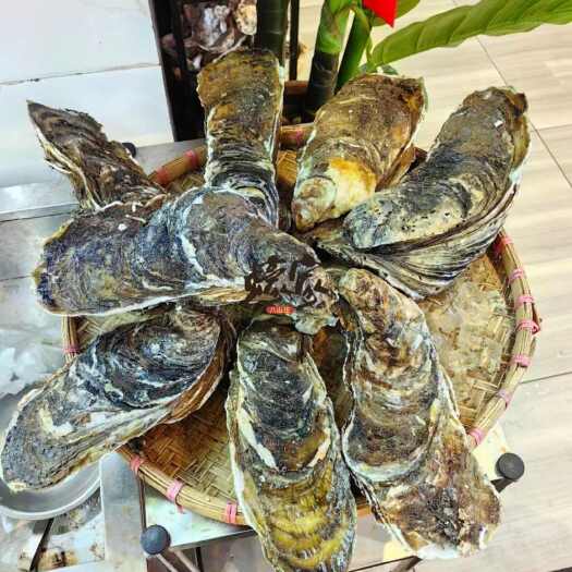 珠海台山蚝，湛江蚝，珠海排底蚝，澳门天然蚝，全规格批发