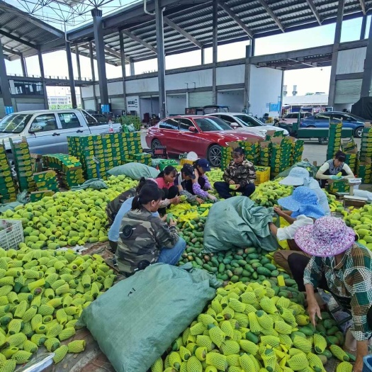 广西甜心金煌芒，支持电商一件代发，落地配，社区团购。