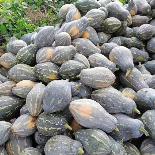 洞口县大量供应，优质香芋南瓜