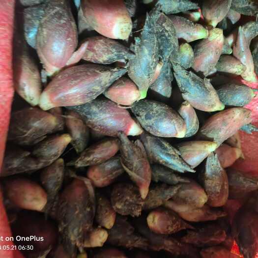 文山市2024年洋菏已经上市了