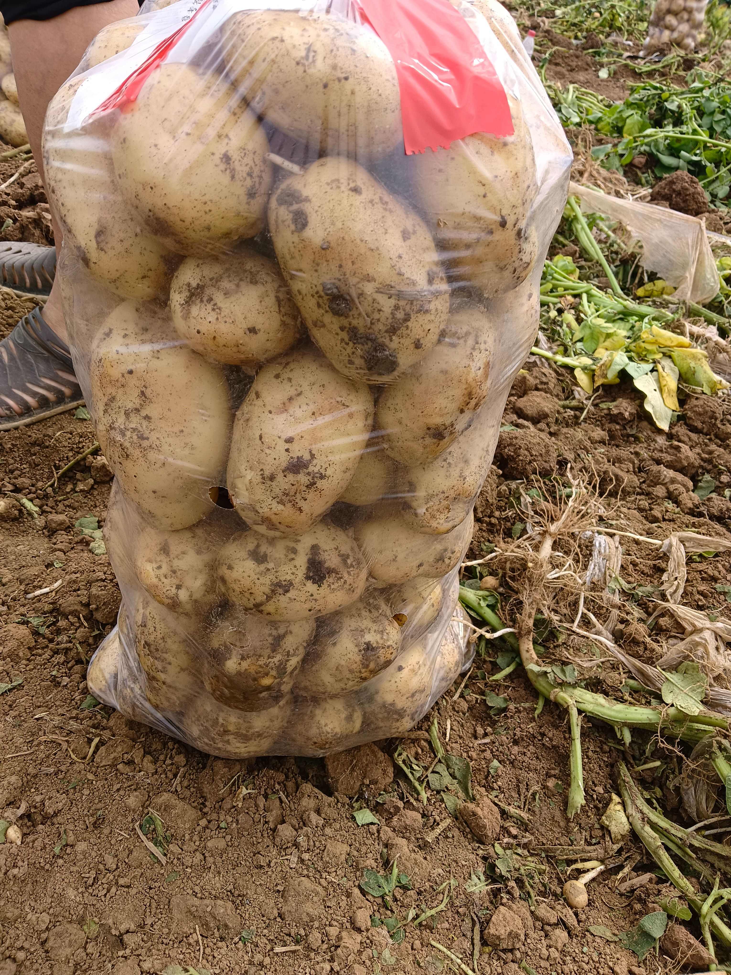 黃皮黃心土豆，農(nóng)家現(xiàn)挖，新鮮精選，基地直發(fā)量大優(yōu)惠