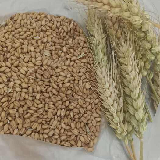 精品，洒厂专用小麦，泛八