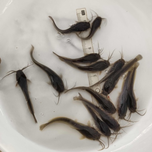 玉林大量批发优质埃及塘鲺大口鯰鱼苗