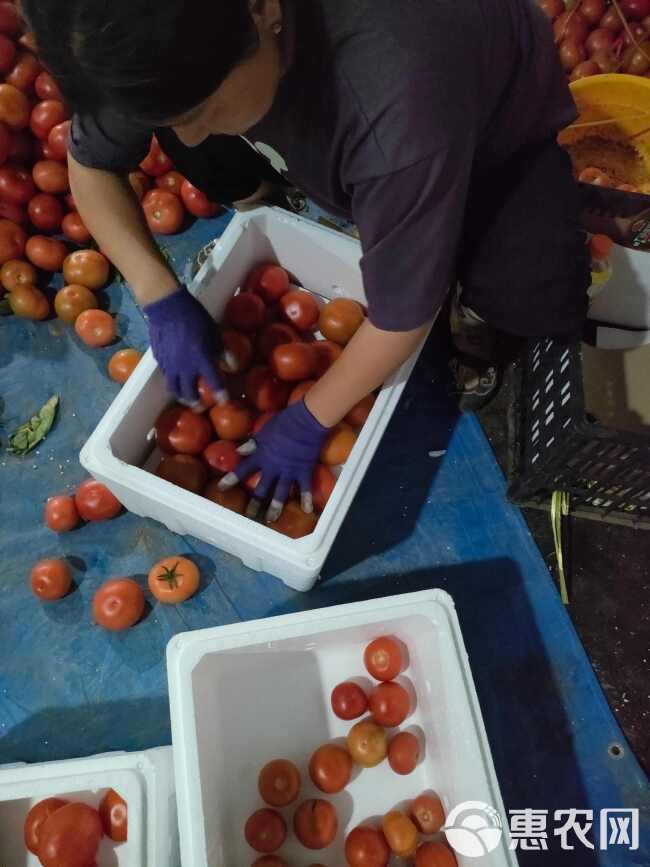 山东菏泽定陶黄店西红柿大量现货电商超市市场，也可以代发全国各